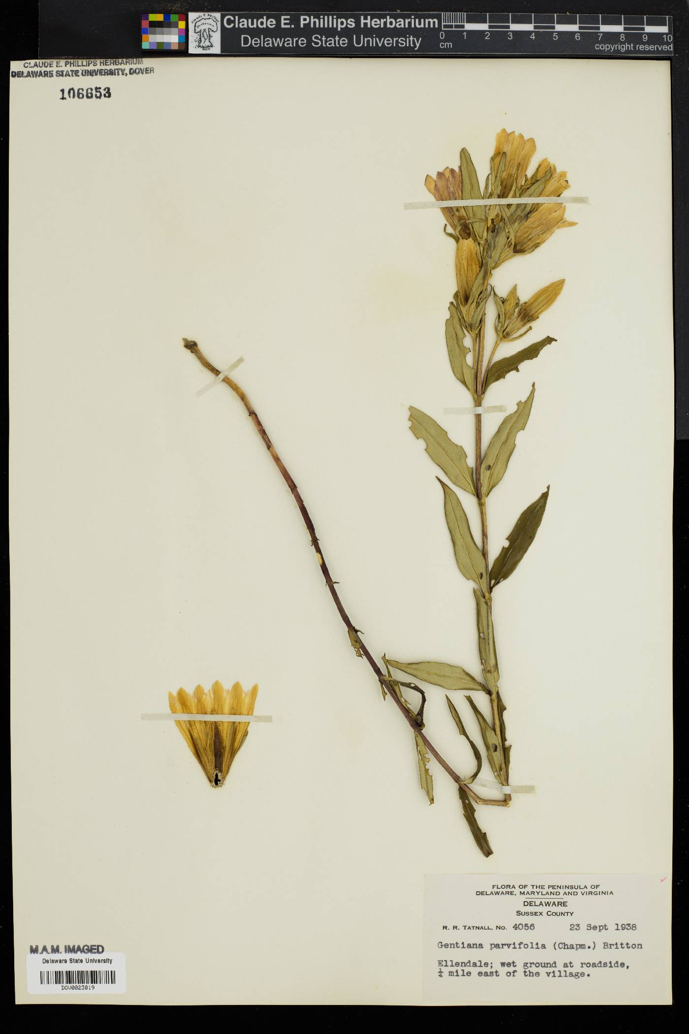 Gentiana parviflora image