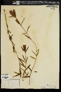 Gentiana linearis image