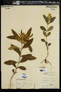 Gentiana villosa image