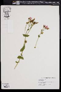 Sabatia angularis image