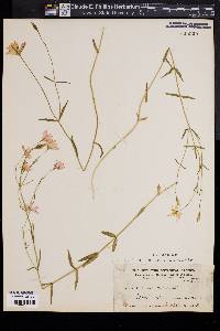 Sabatia campanulata image