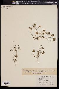 Geranium columbinum image