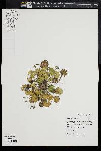 Geranium molle image