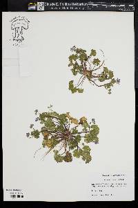 Geranium molle image