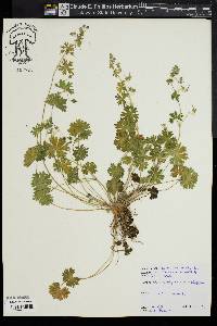 Geranium molle image