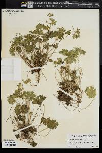 Geranium robertianum image