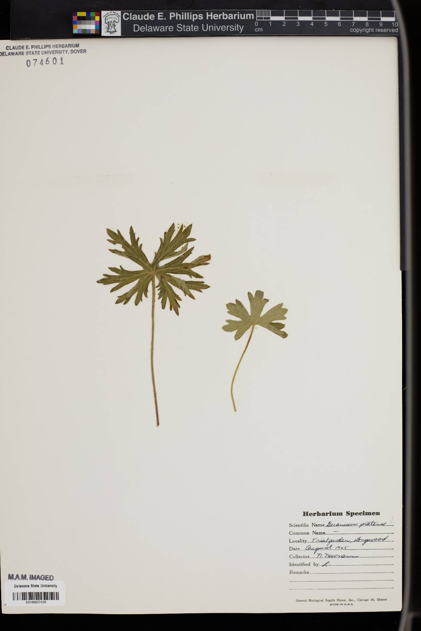 Geranium pratense image