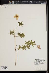 Geranium sanguineum image