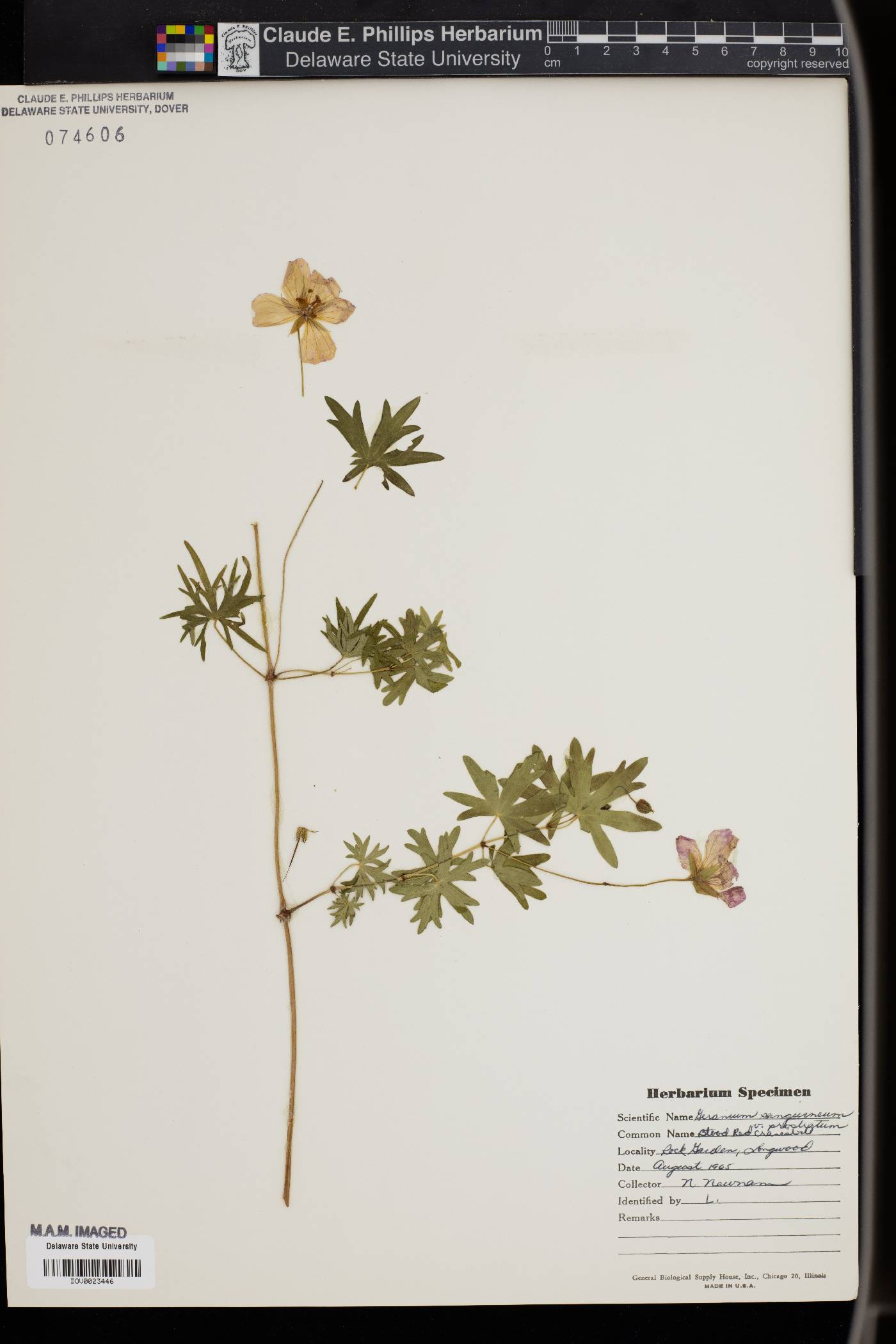 Geranium sanguineum image