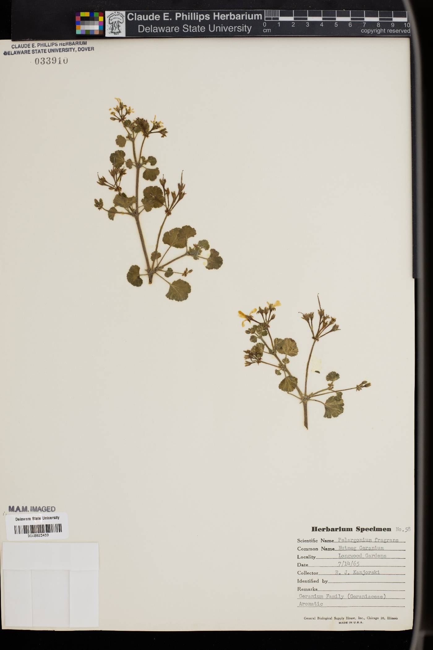 Pelargonium fragrans image