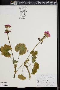 Image of Pelargonium x hortorum