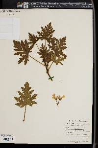 Image of Pelargonium viscosissimum