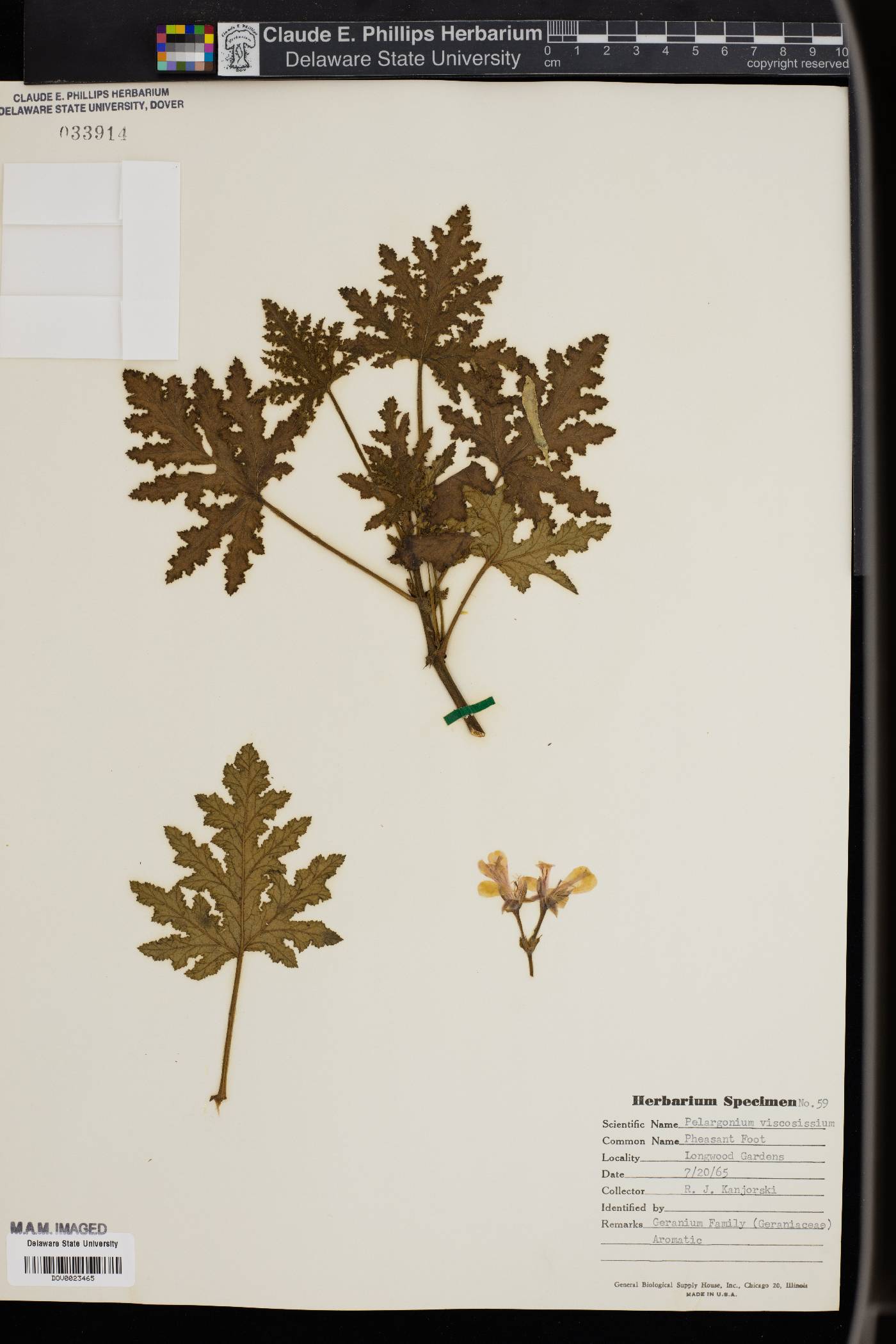 Pelargonium viscosissimum image