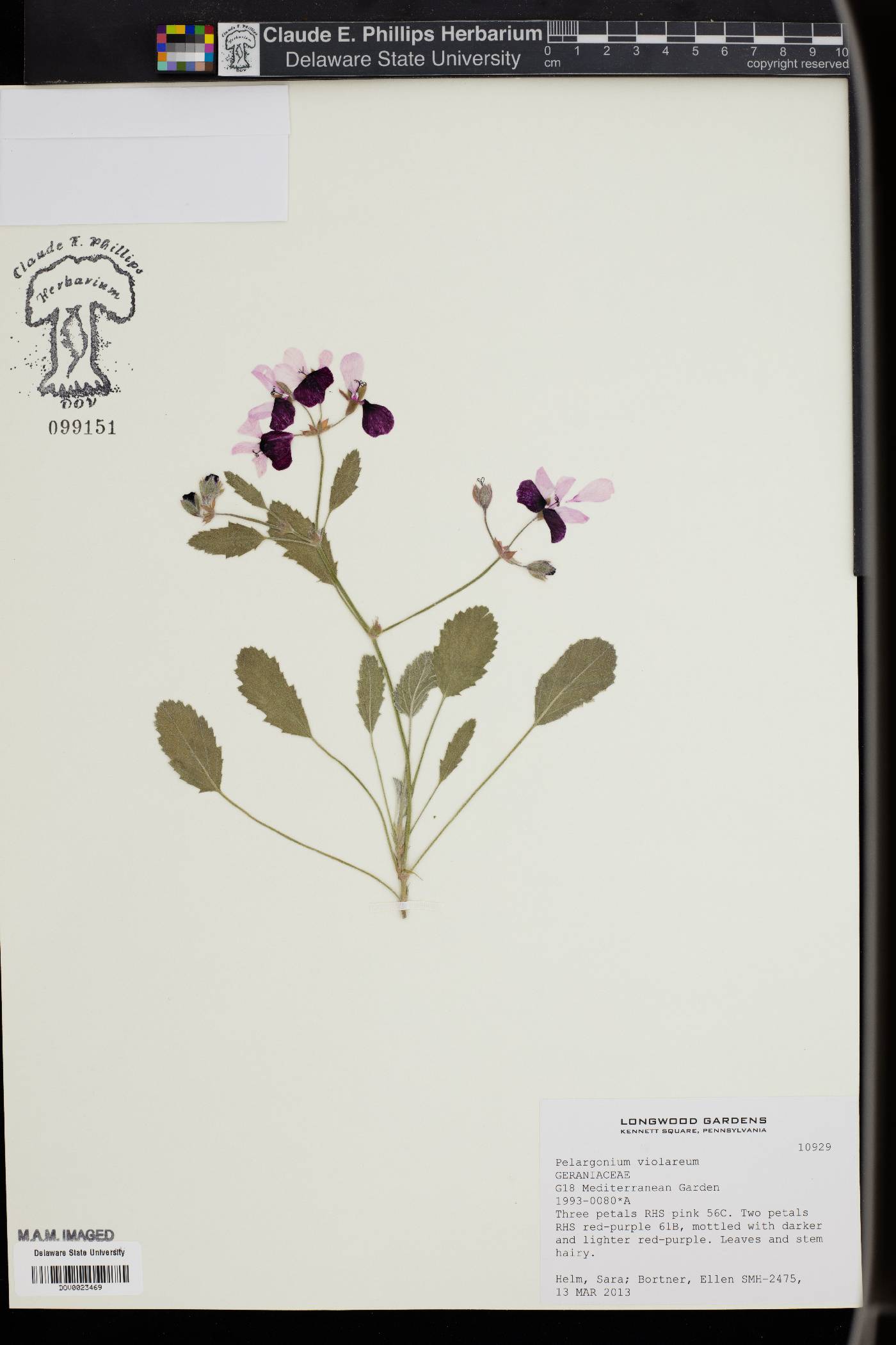 Pelargonium violareum image