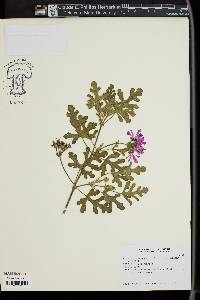 Image of Pelargonium quercifolium