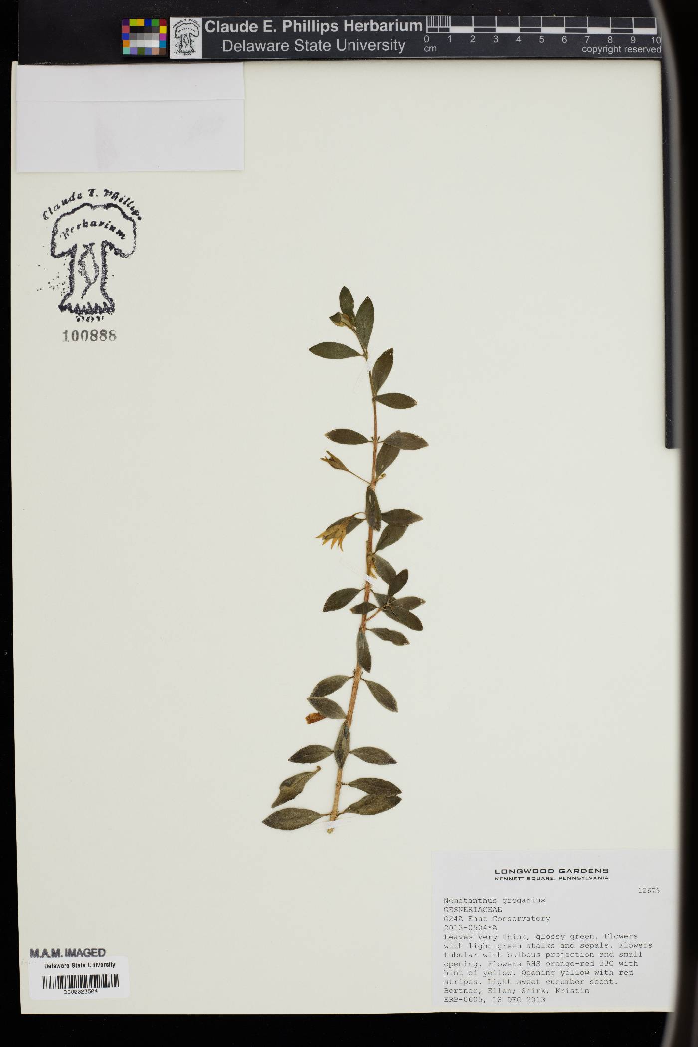 Nematanthus gregarius image