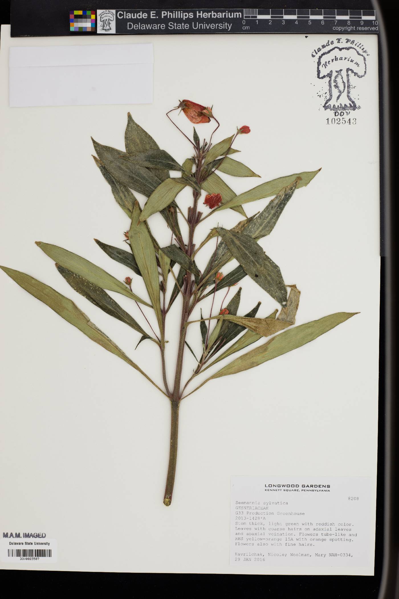 Seemannia sylvatica image
