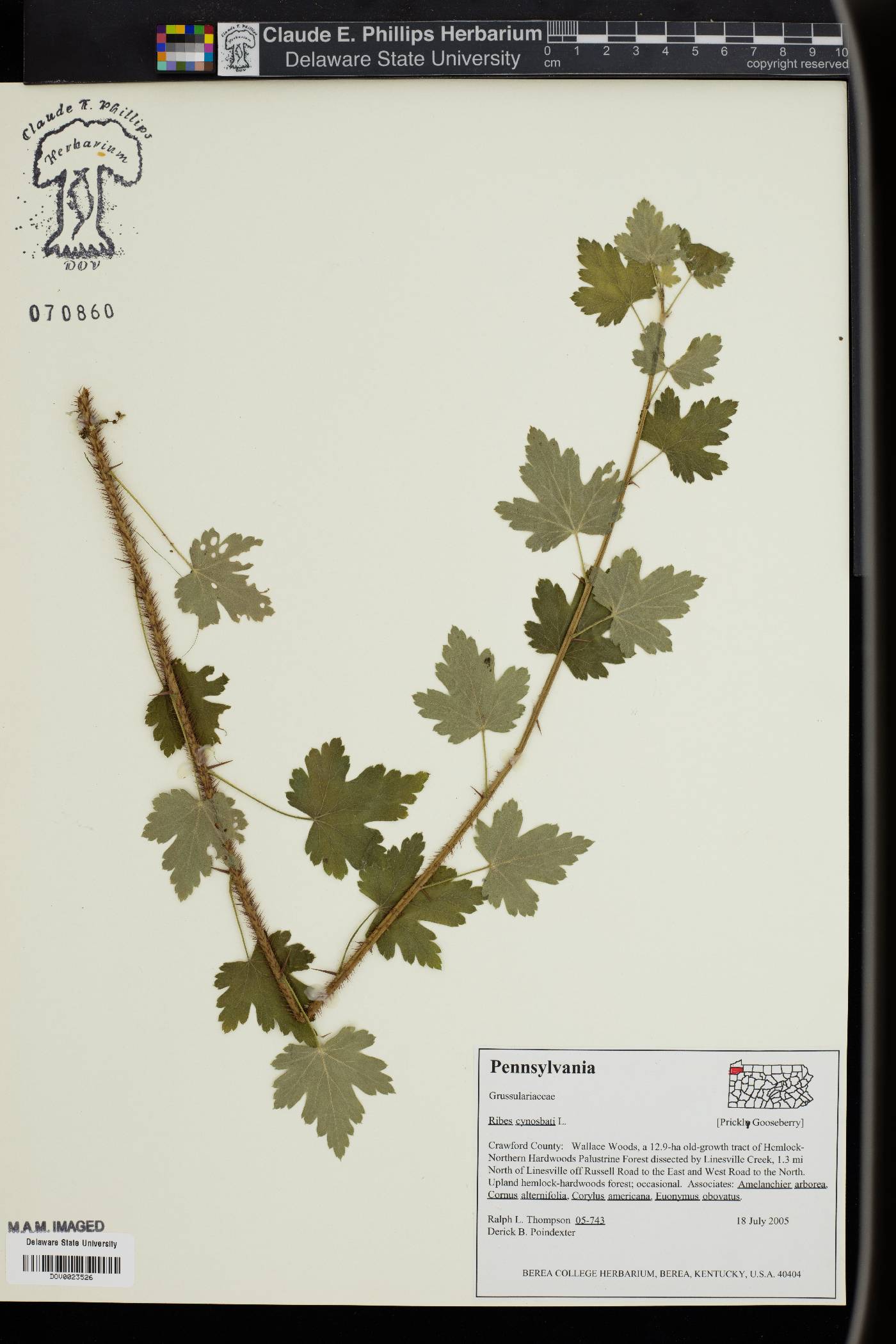 Ribes uva-crispa image