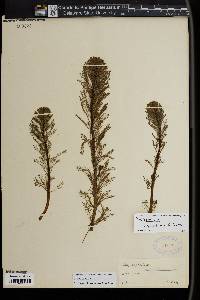 Myriophyllum aquaticum image