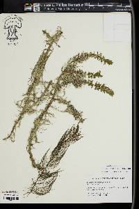 Myriophyllum heterophyllum image