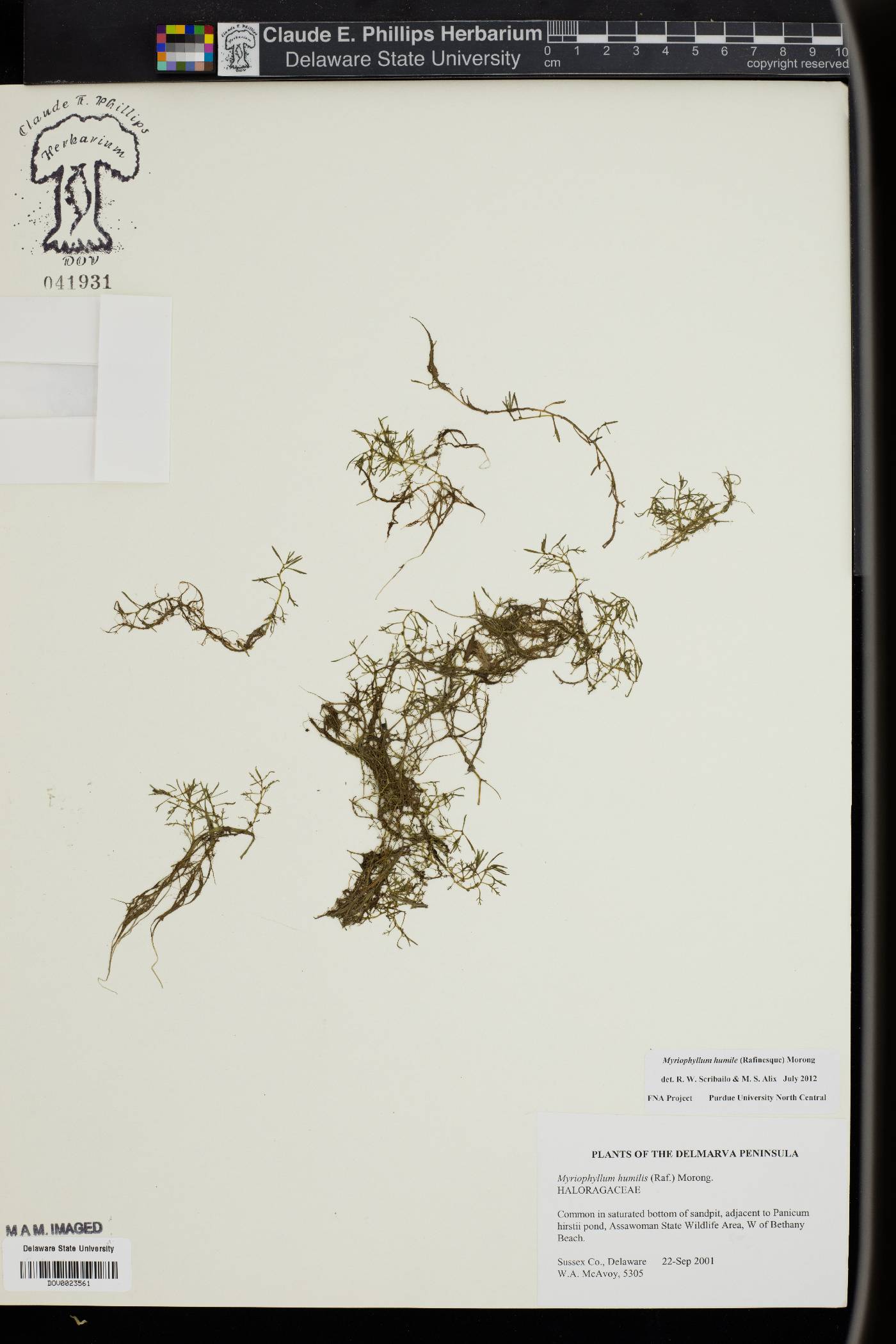 Myriophyllum humile image