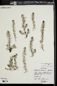 Myriophyllum pinnatum image