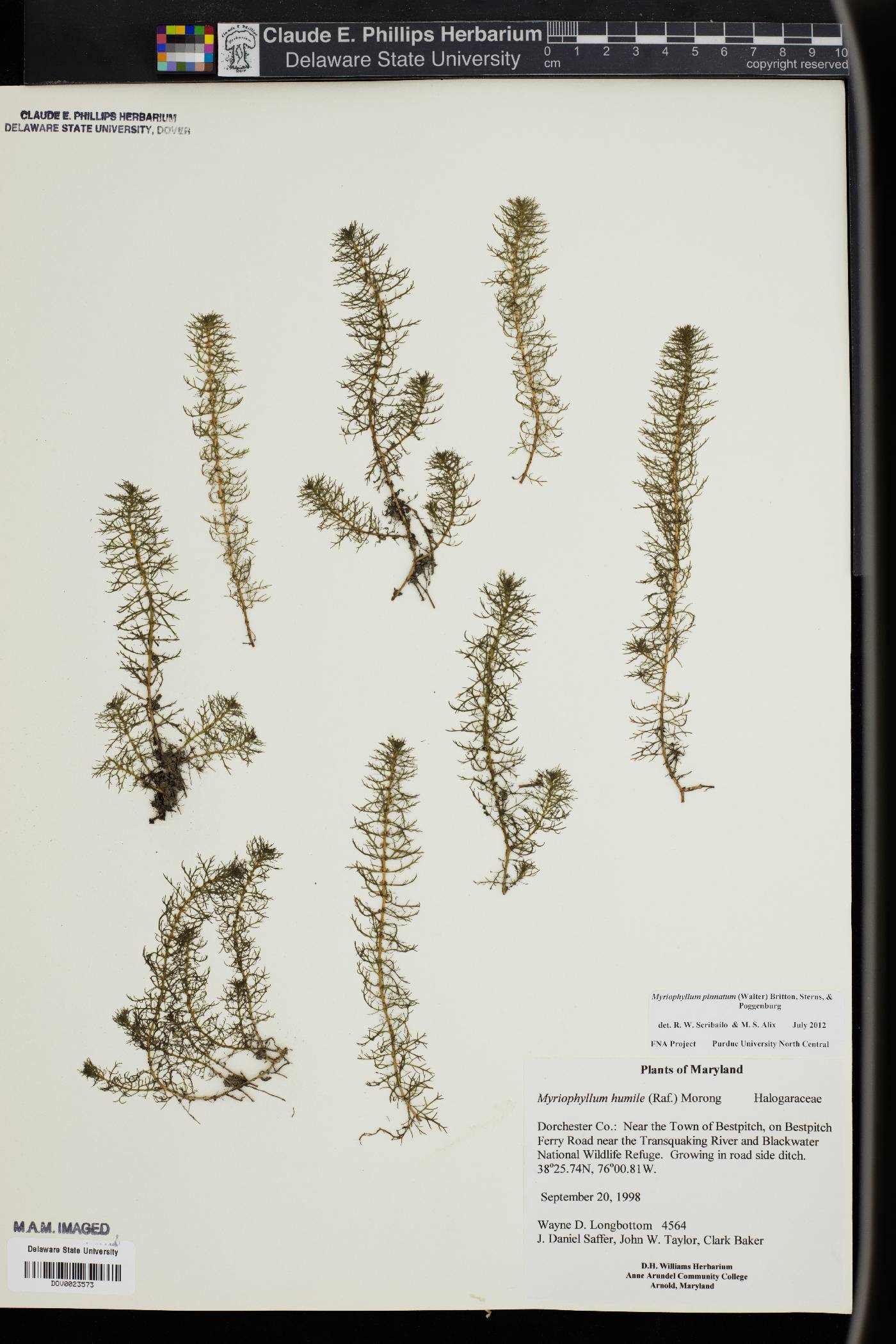 Myriophyllum pinnatum image