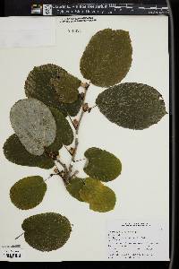 Corylopsis platypetala image