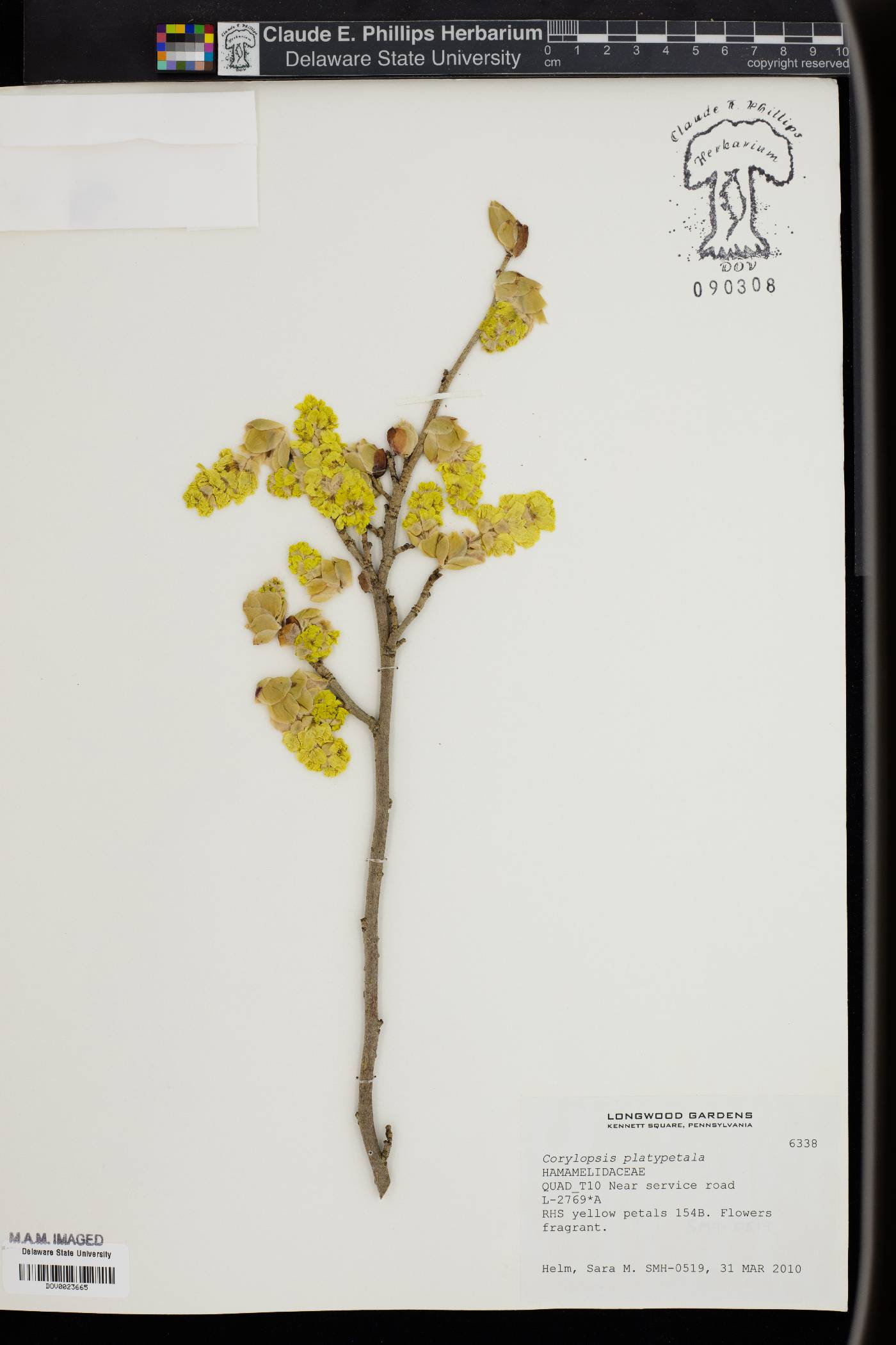 Corylopsis platypetala image