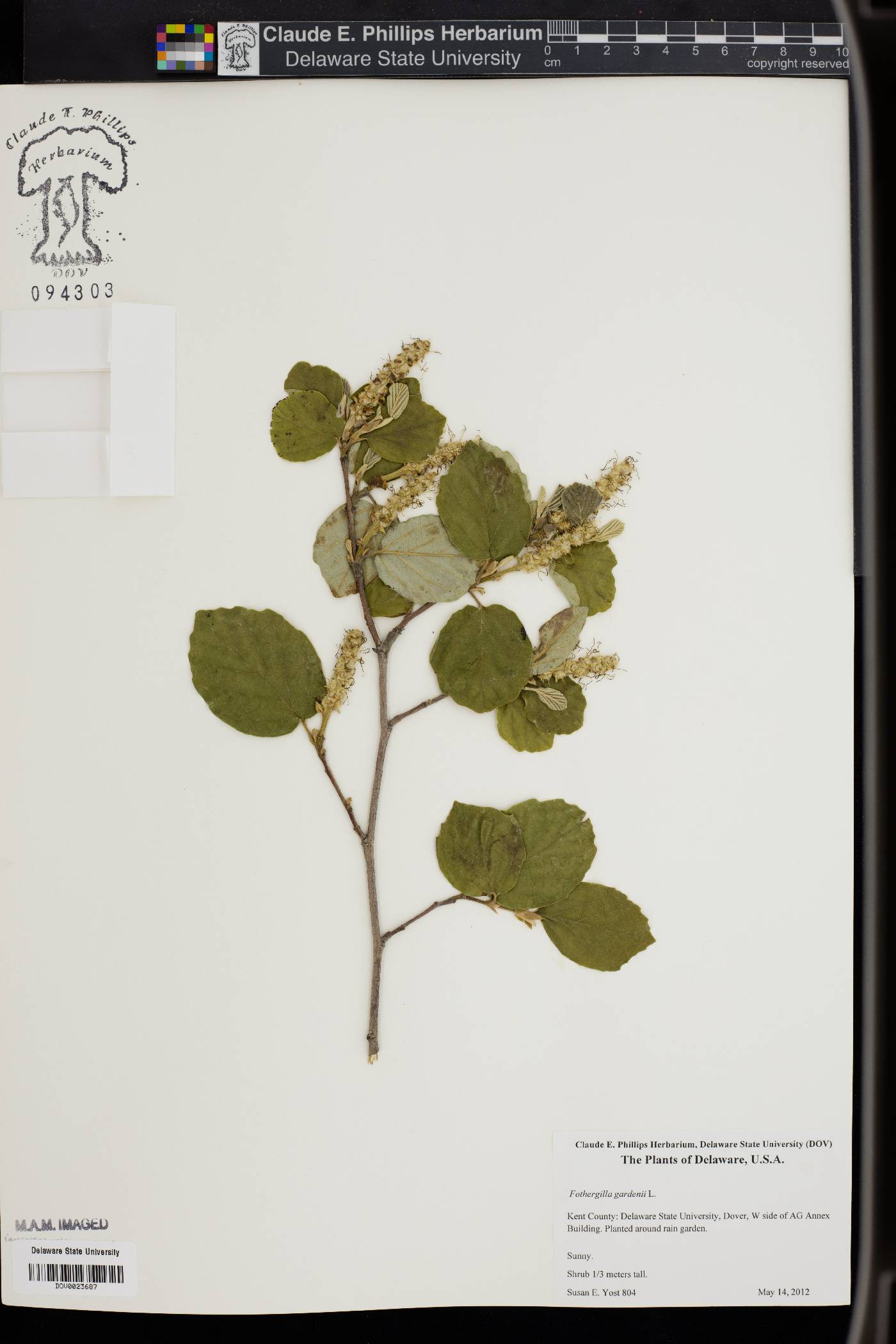 Fothergilla gardenii image