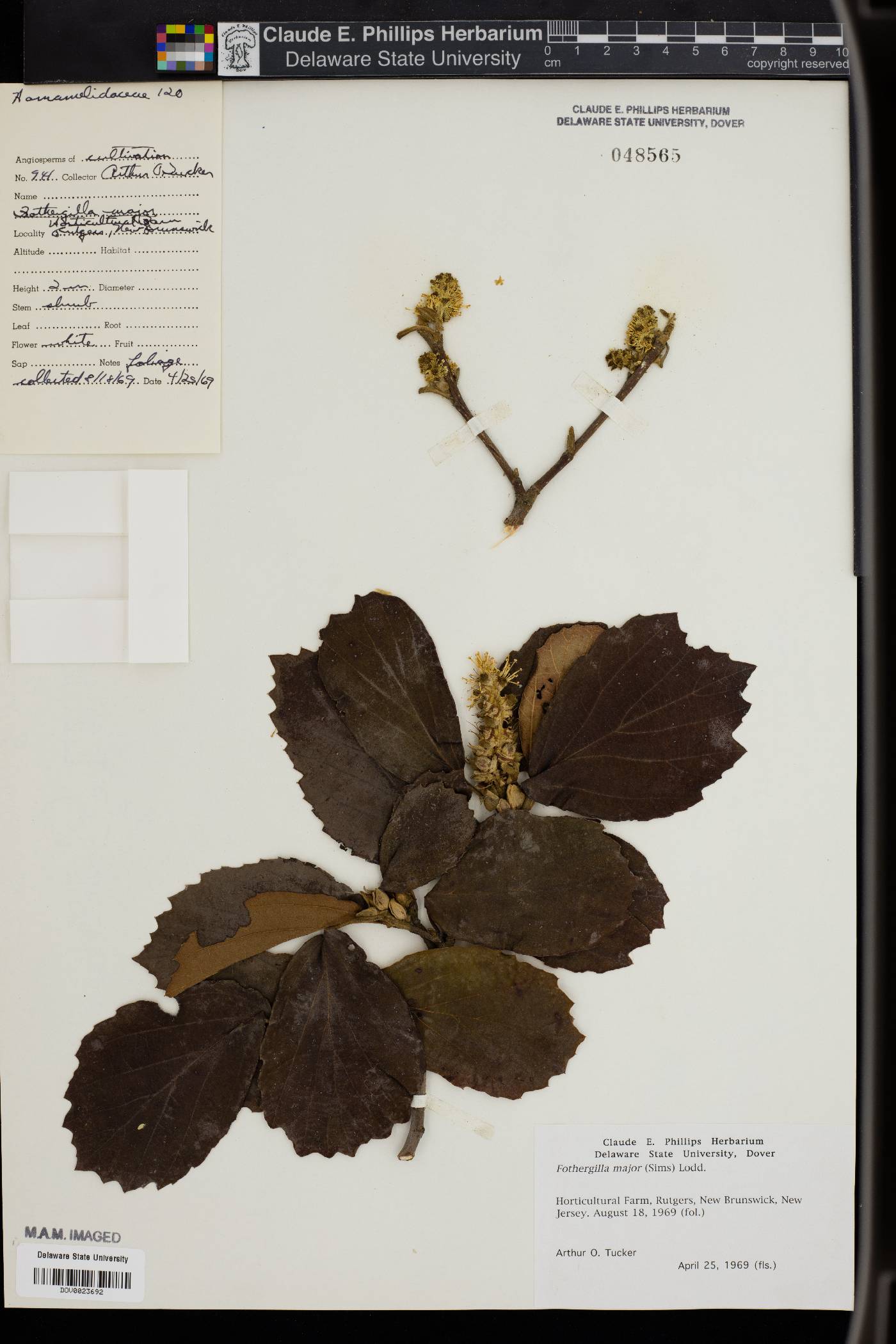 Fothergilla major image