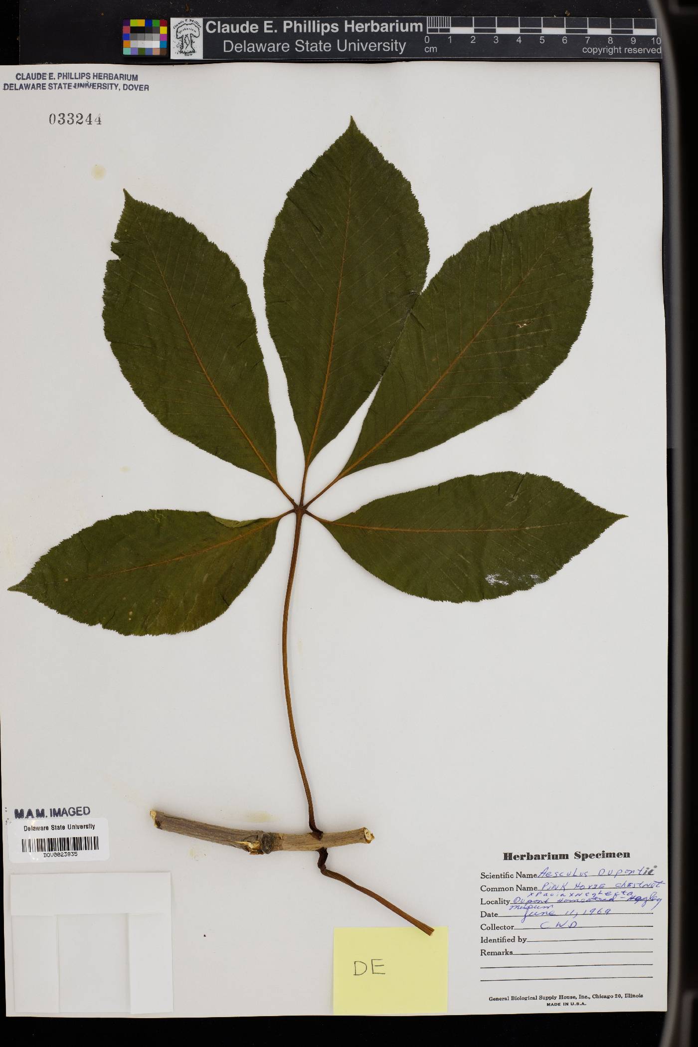 Aesculus dupontii image