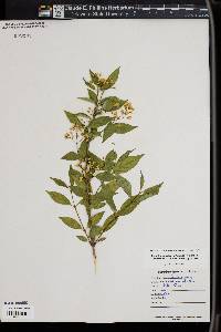Deutzia gracilis image