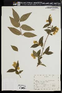 Deutzia scabra image