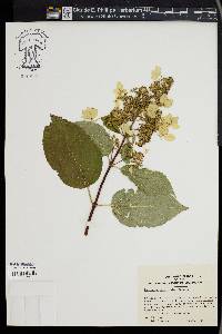 Hydrangea paniculata image