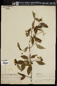 Philadelphus grandiflorus image