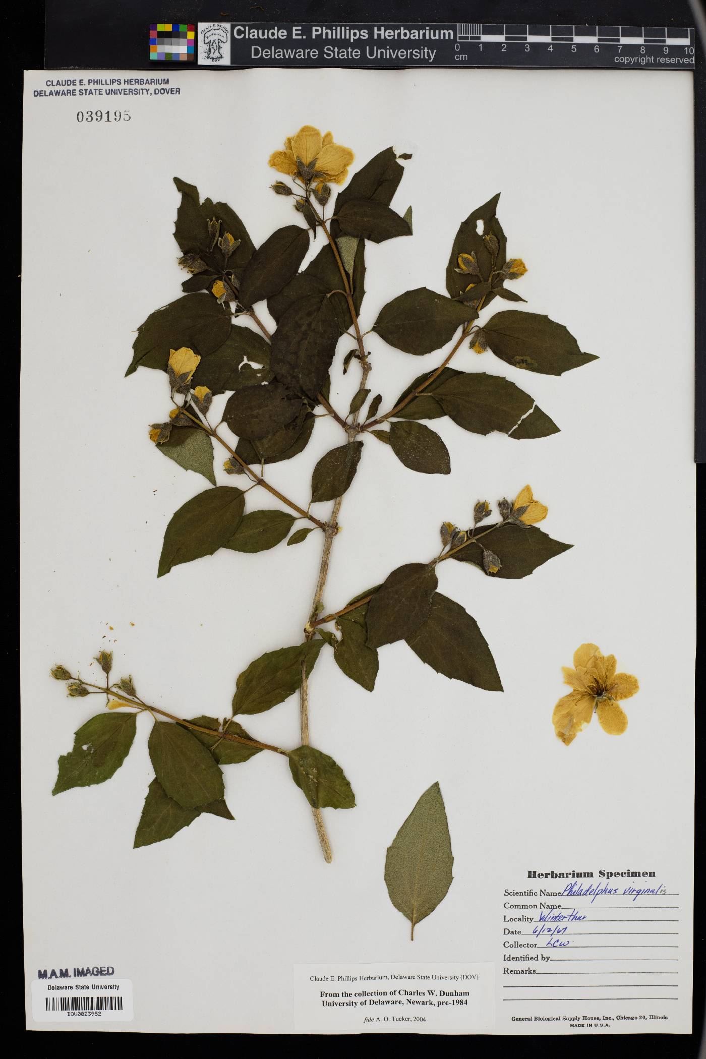 Philadelphus x virginalis image