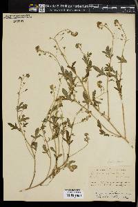 Phacelia parviflora image