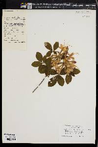 Rhododendron calendulaceum image