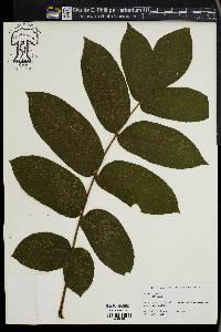 Juglans cinerea image