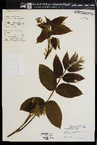 Image of Juglans ailantifolia