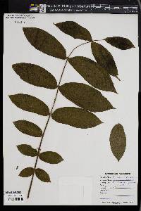 Juglans ailantifolia image