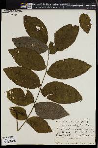 Juglans ailantifolia image