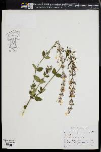 Agastache mexicana image