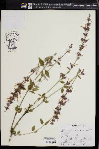 Agastache mexicana image