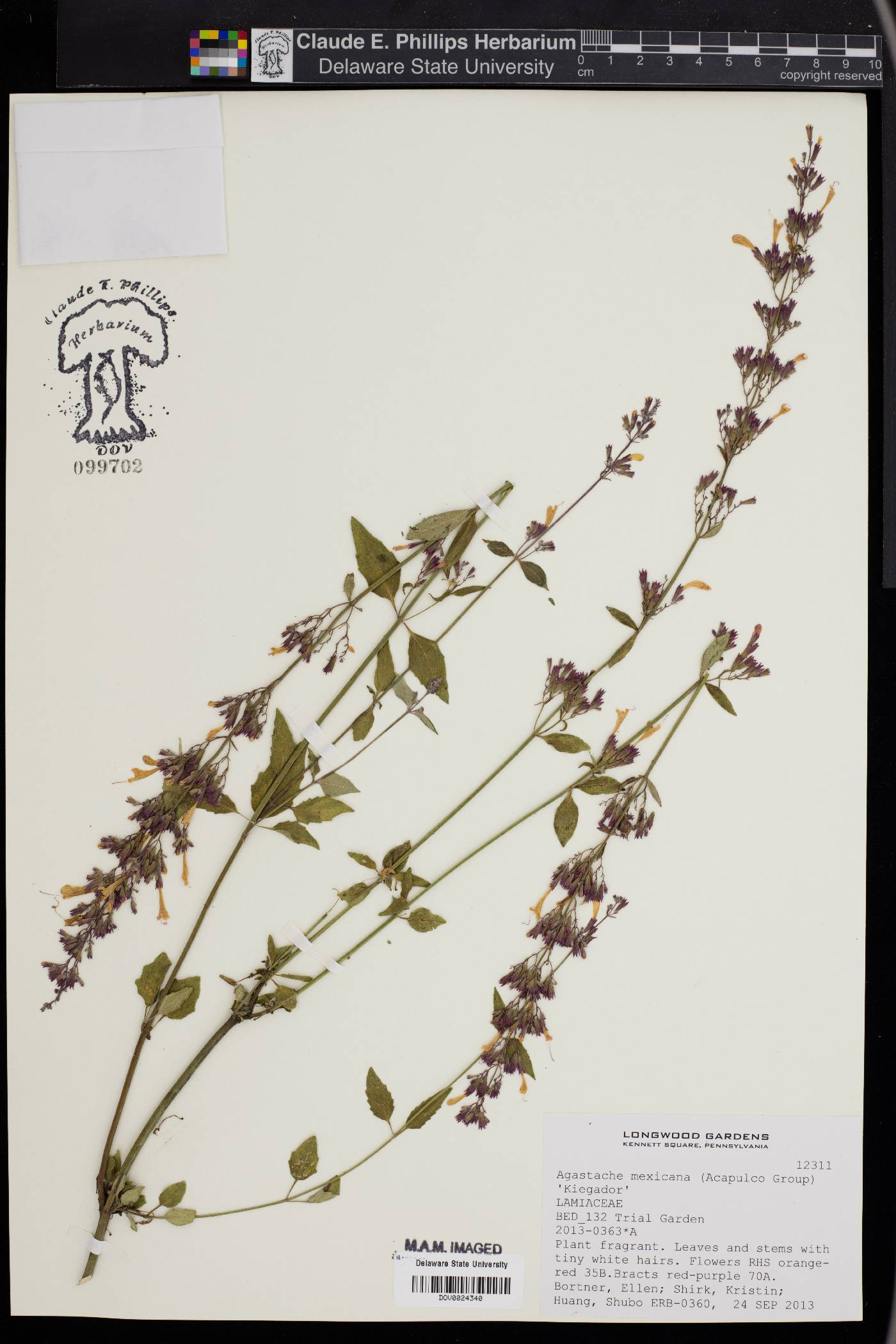 Agastache mexicana image