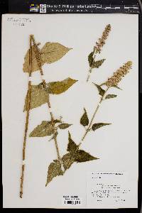 Agastache scrophulariifolia image