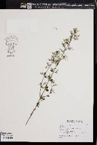 Calamintha nepeta image