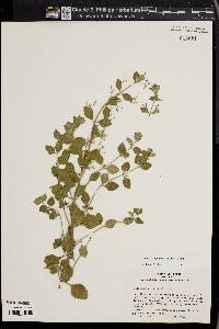 Calamintha nepeta image