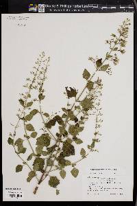 Calamintha nepeta image